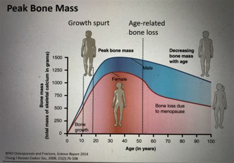 osteoporosis quizlet|osteoporosis is characterized by quizlet.